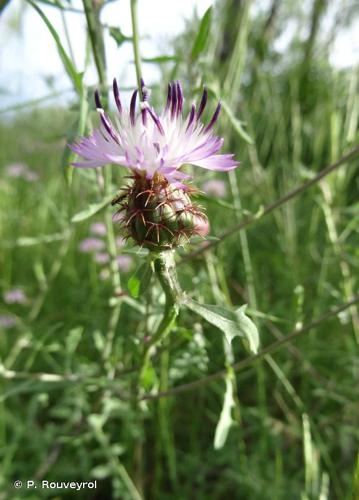 <i>Centaurea aspera</i> L., 1753 © P. Rouveyrol