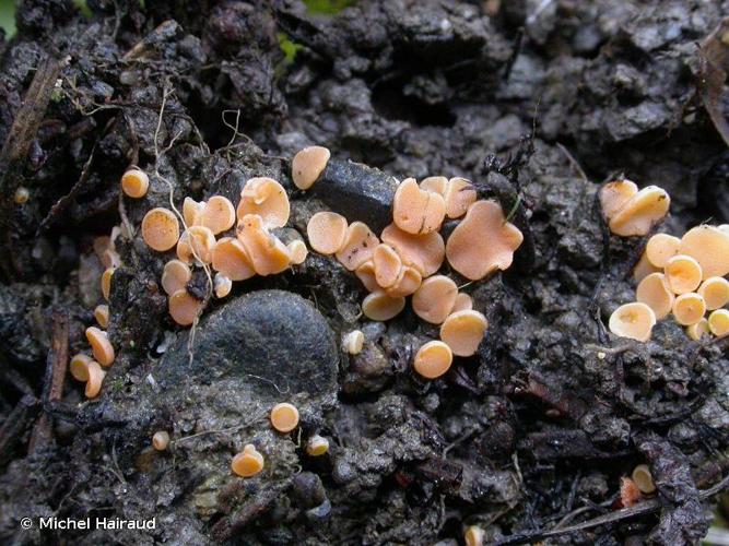 <i>Pulvinula convexella</i> (P.Karst.) Boud. © Michel Hairaud