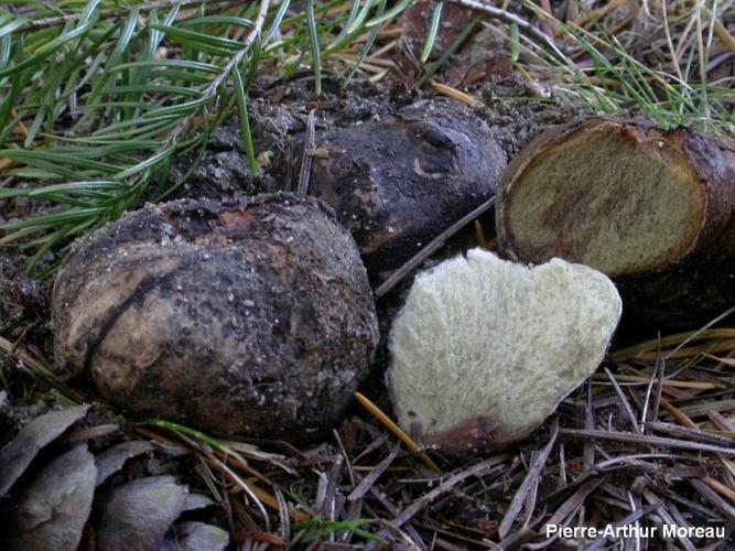 <i>Rhizopogon villosulus</i> Zeller, 1941 © PA. Moreau