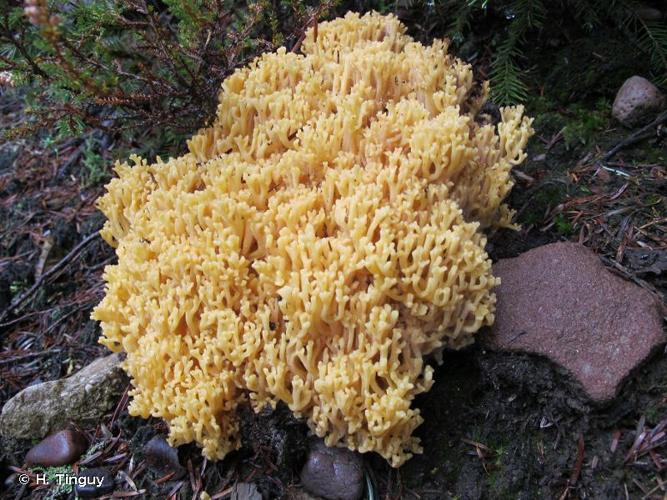 <i>Ramaria flava</i> (Schaeff. : Fr.) Quél. © H. Tinguy