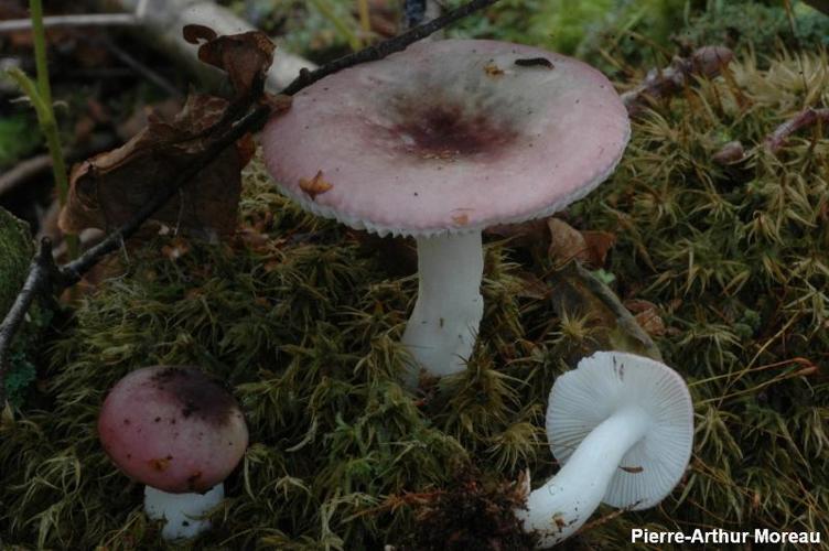 <i>Russula fragilis</i> (Pers. : Fr.) Fr., 1838 © PA. Moreau