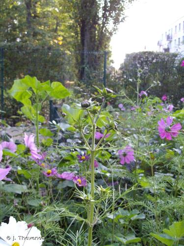 <i>Cosmos bipinnatus</i> Cav., 1791 © J. Thevenot