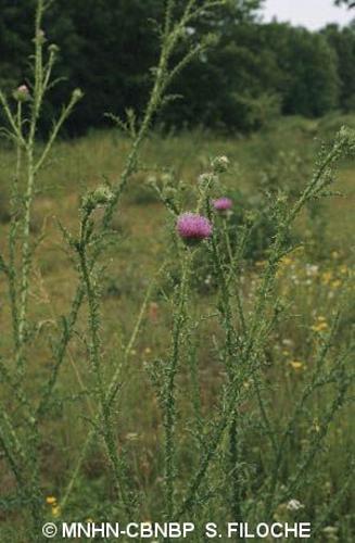 <i>Carduus acanthoides</i> L., 1753 © MNHN-CBNBP S. Filoche