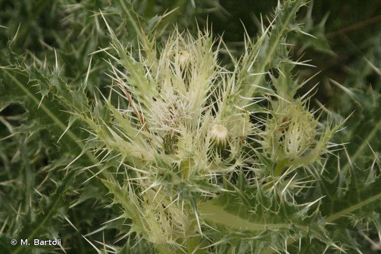 <i>Cirsium glabrum</i> DC., 1815 © M. Bartoli