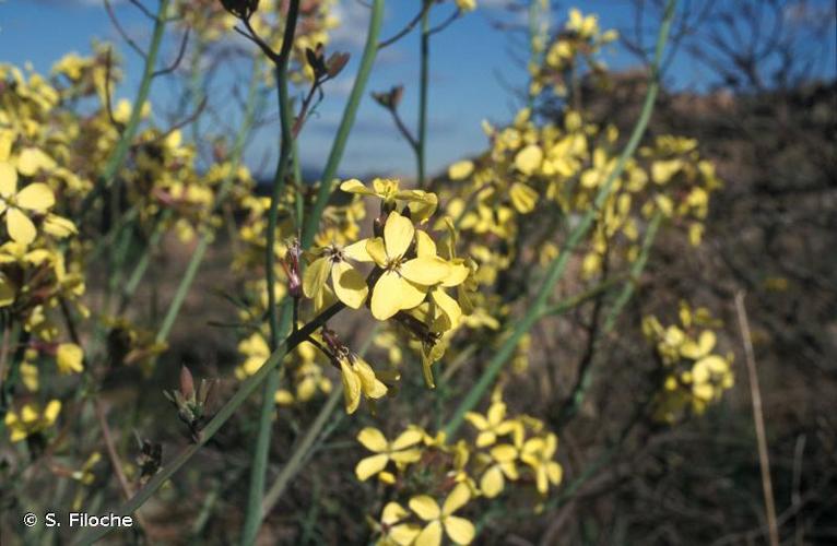 <i>Erucastrum nasturtiifolium</i> (Poir.) O.E.Schulz, 1916 © S. Filoche