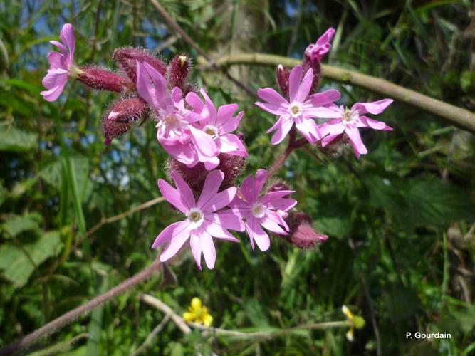 <i>Silene dioica</i> (L.) Clairv., 1811 © P. Gourdain